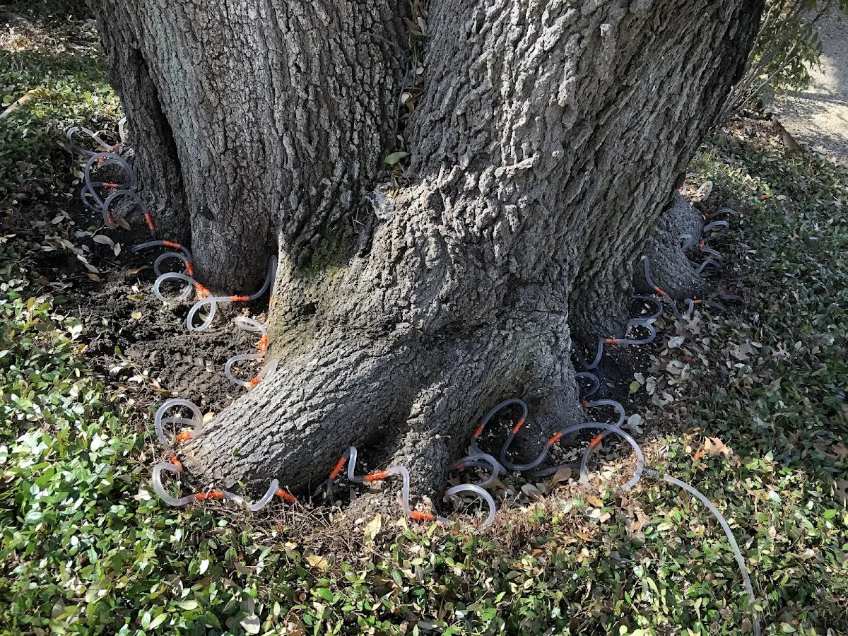 Detailed Tree Cabling and Bracing job site in Ladiesburg