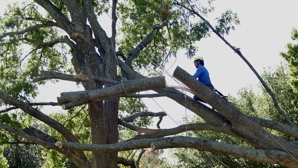 Professional Crown Thinning performed by certified arborists in Ladiesburg