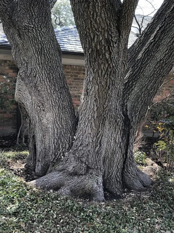Mature heritage tree close to a Ladiesburg property cared for by certified arborists